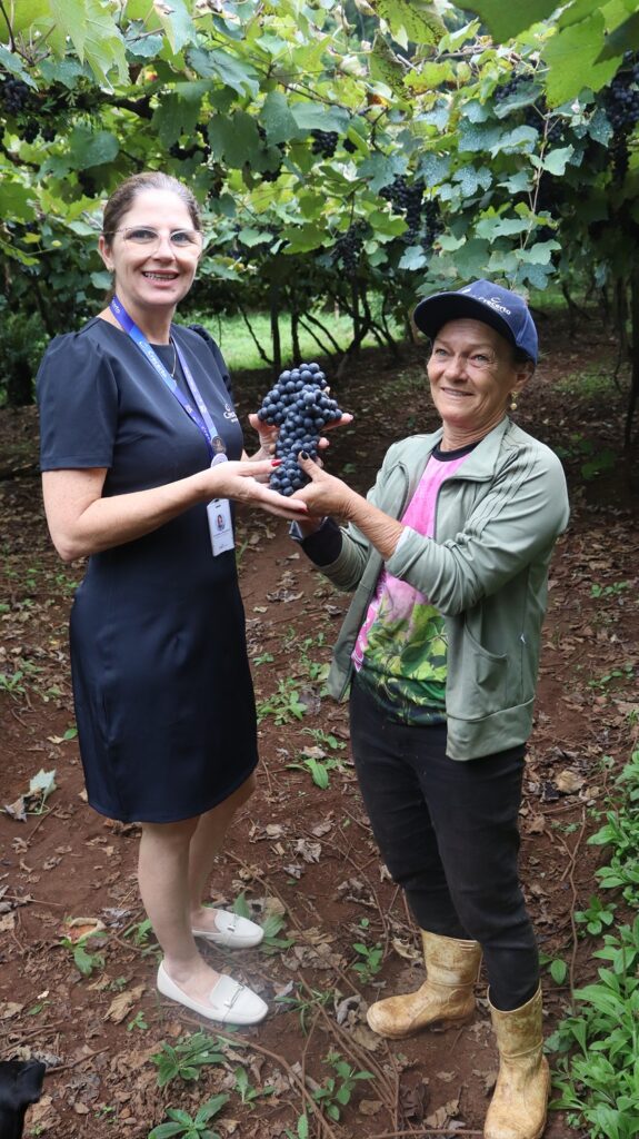 Entre parreiras e sorrisos: o otimismo que dá sabor à uva em Videira