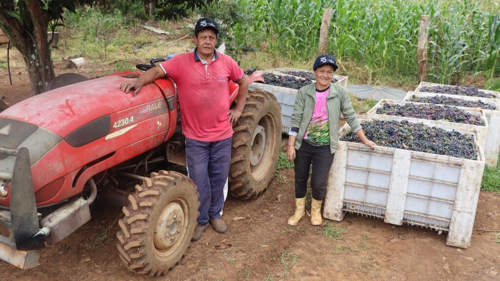 Entre parreiras e sorrisos: o otimismo que dá sabor à uva em Videira