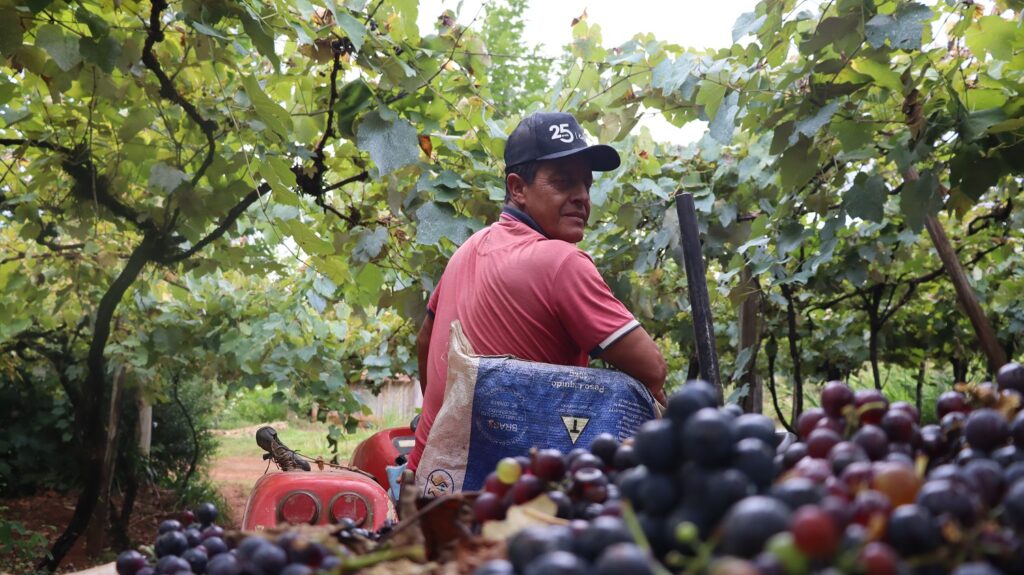 Entre parreiras e sorrisos: o otimismo que dá sabor à uva em Videira