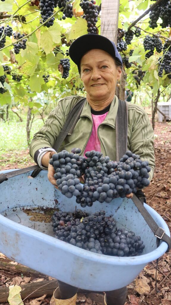 Entre parreiras e sorrisos: o otimismo que dá sabor à uva em Videira