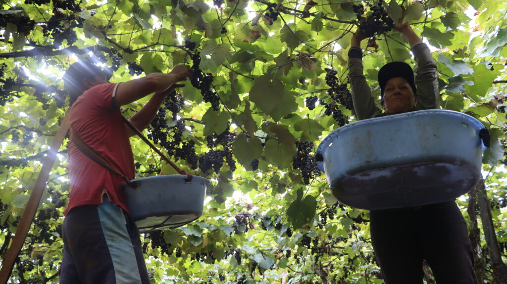 Entre parreiras e sorrisos: o otimismo que dá sabor à uva em Videira