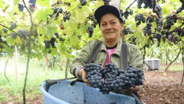 Entre parreiras e sorrisos: o otimismo que dá sabor à uva em Videira